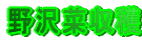 野沢菜収穫